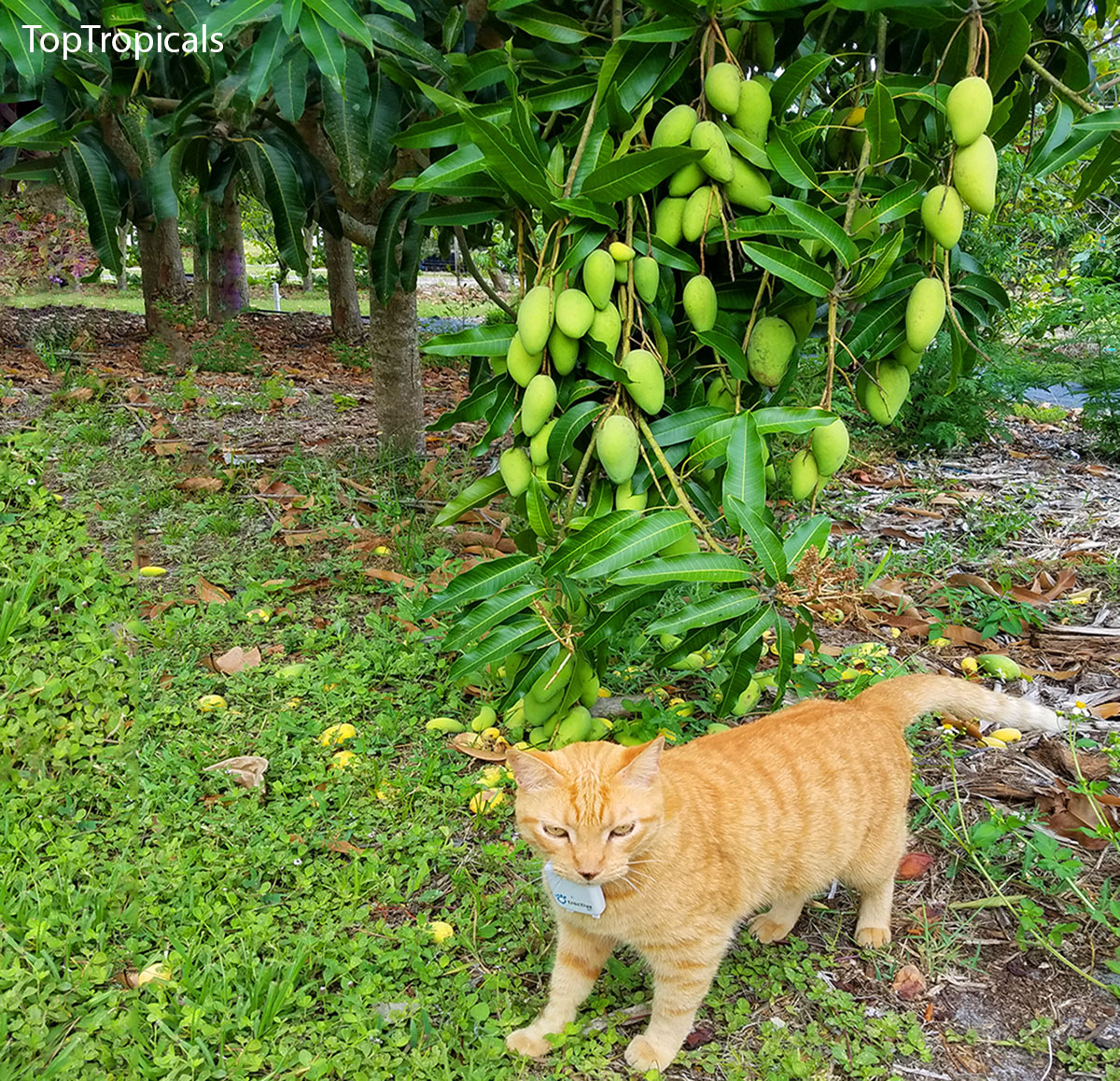 Cat with mango on a tree