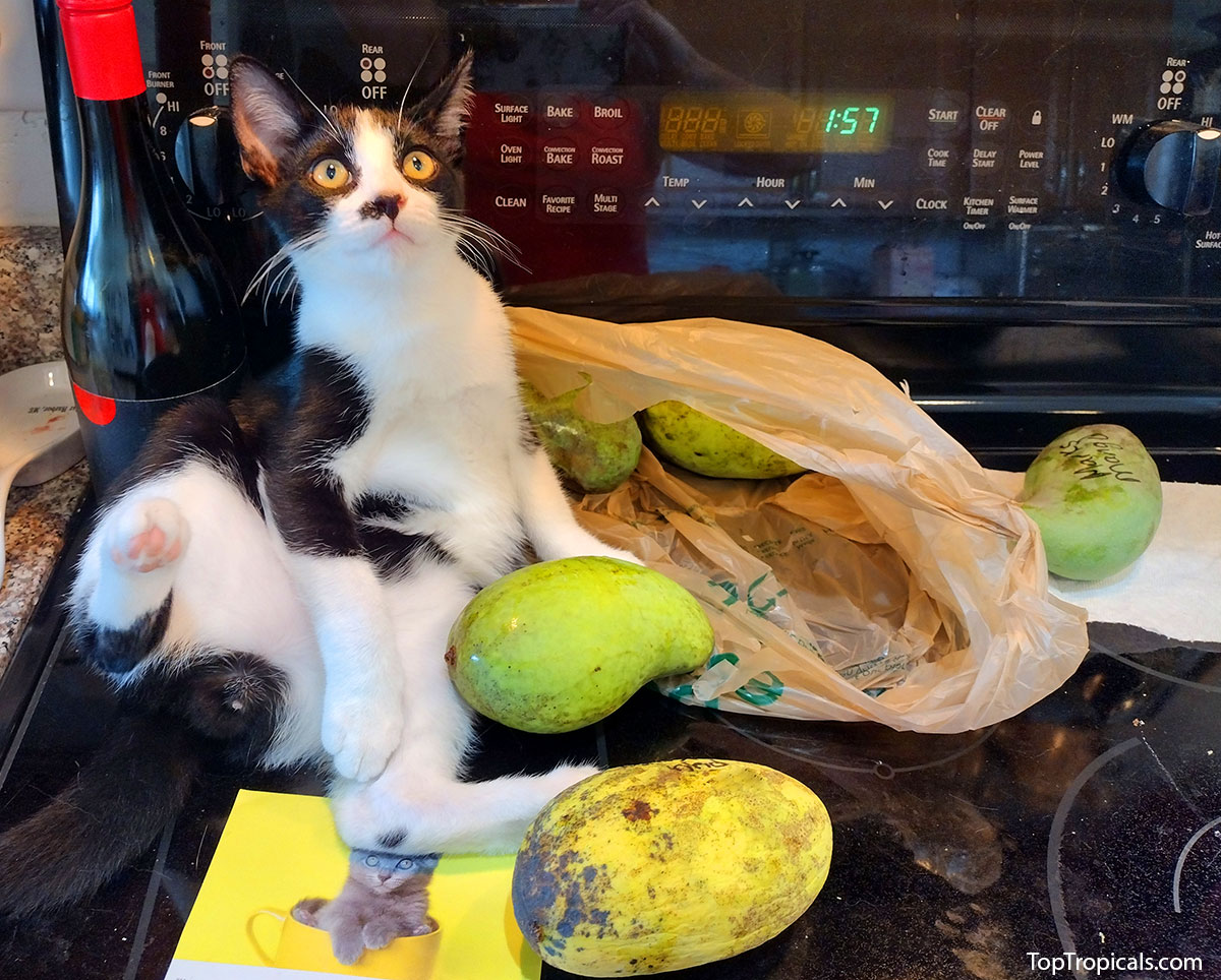 Cat with mango fruit