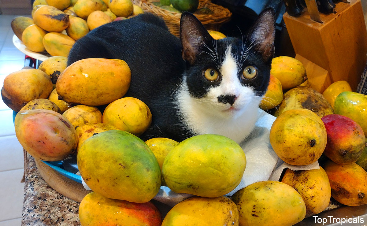 Cat with mango fruit