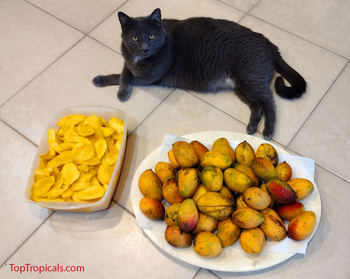 Cat with mango fruit