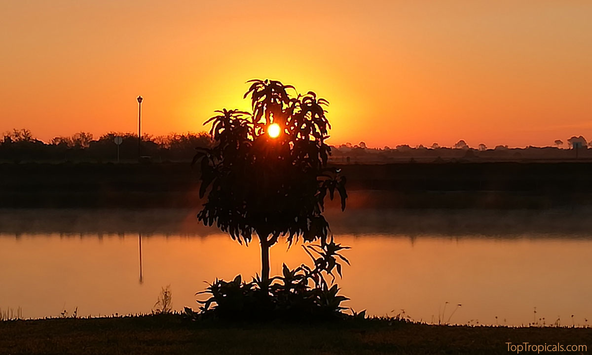 Mango tree at sunset