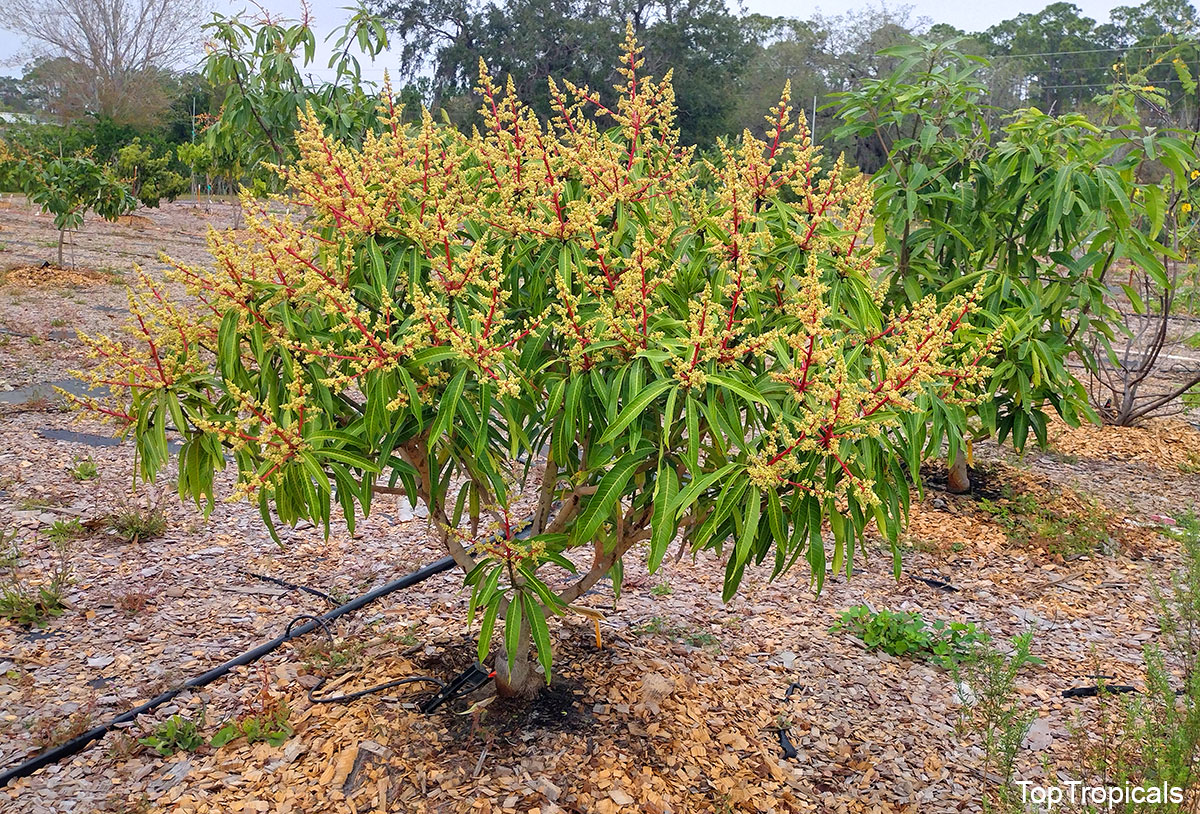 Mango tree flowering