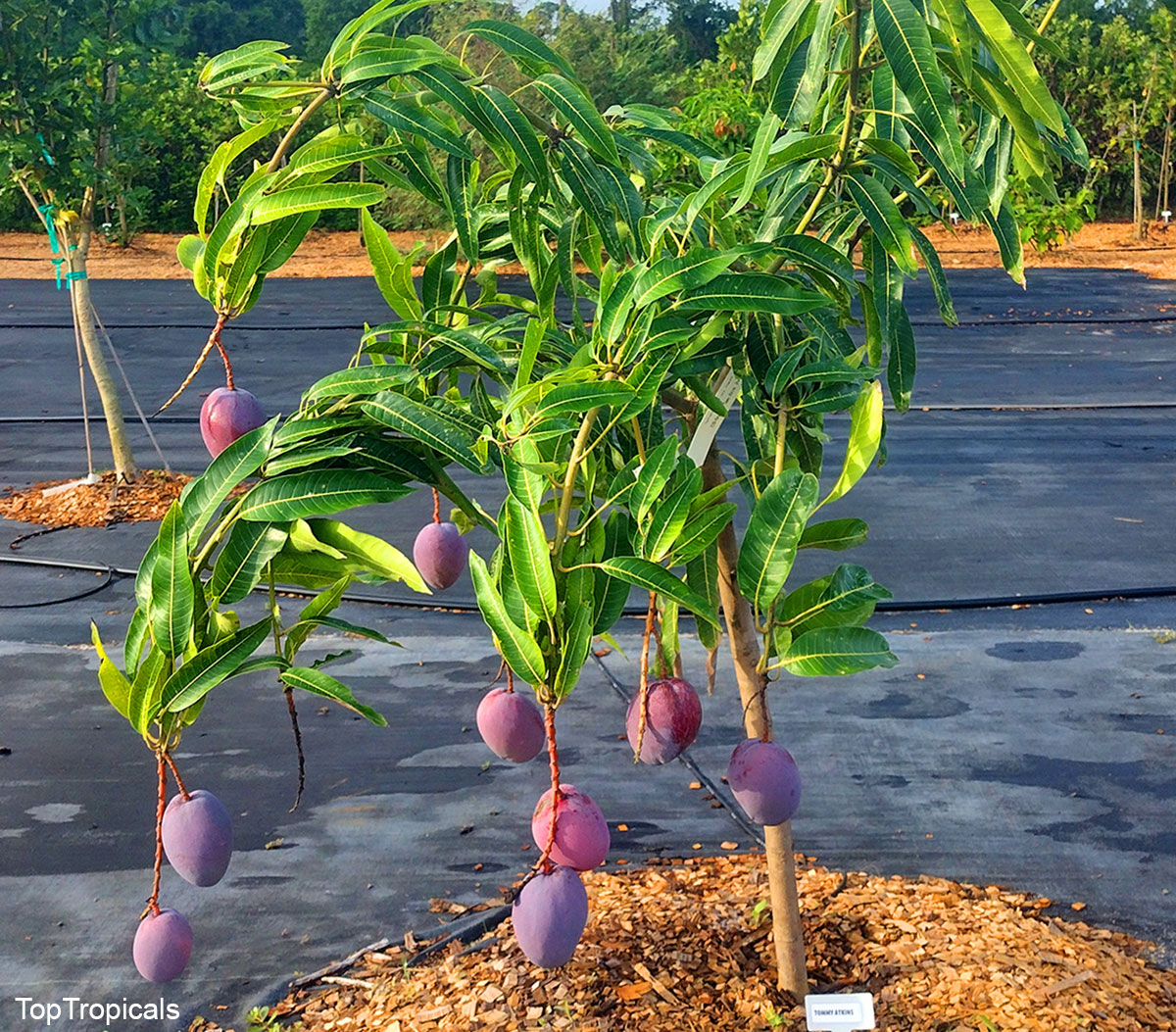 Mango tree fruiting