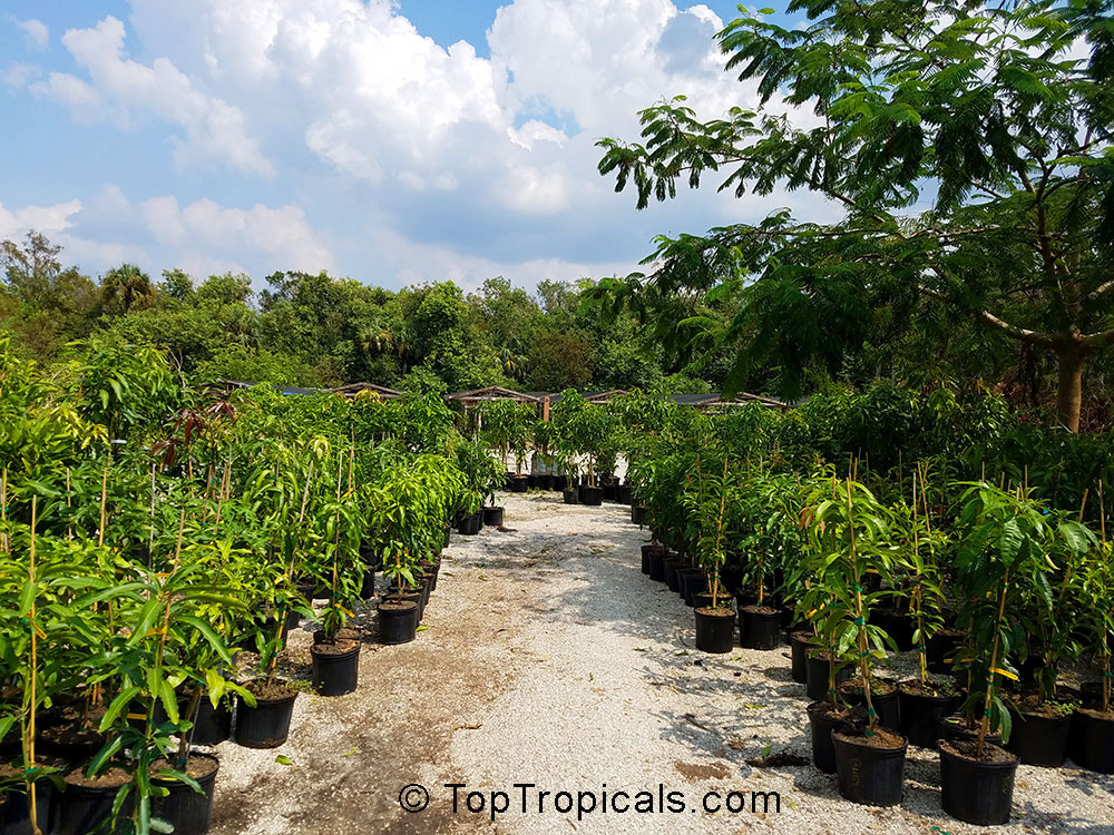 Mango trees in pots