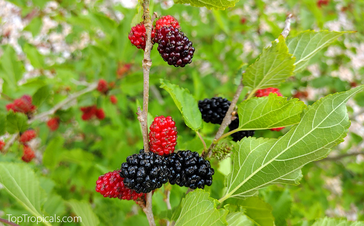 Mulberry fruit on the tree