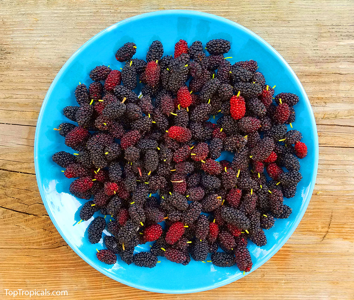 Mulberry fruit on a plate