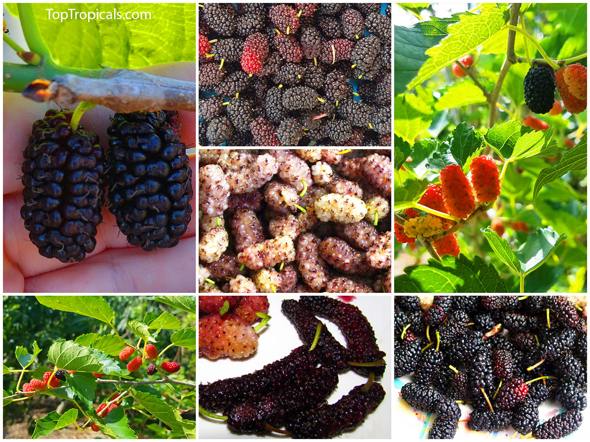 Collage of mulberry varieties - Illinois Everbearing, Dwarf 
Everbearing, Shangri-LA, White Mulberry, Pakistani Giant, Issai, Florida 
Giant