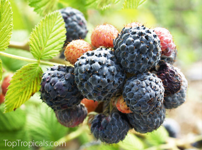 Raspberry Mysore Tropical, Rubus albescens (niveus)
