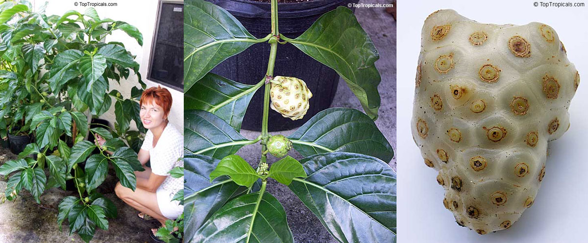 Young woman with a potted Noni tree, close-up of Noni fruit growing on the branch, and a ripe Noni fruit with its distinct bumpy 
skin.
