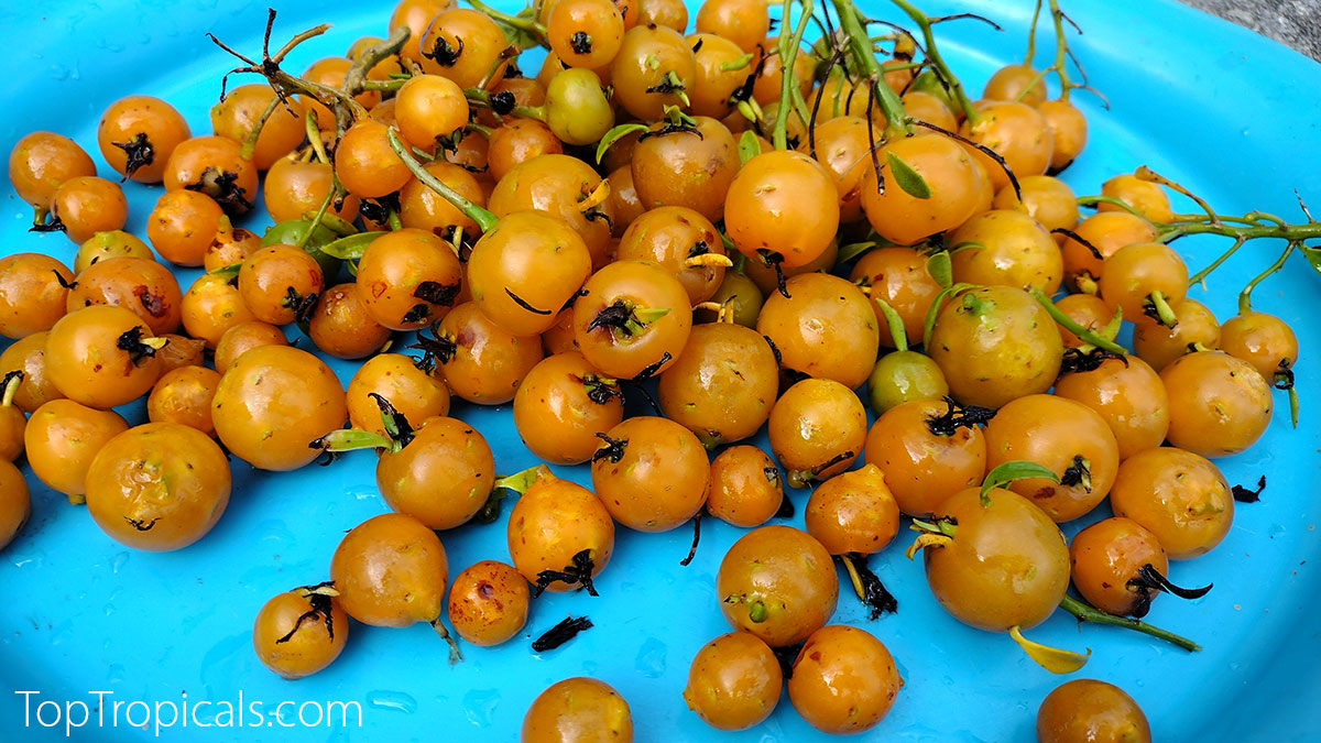 Perescia aculeata, Barbados Gooseberry fruit