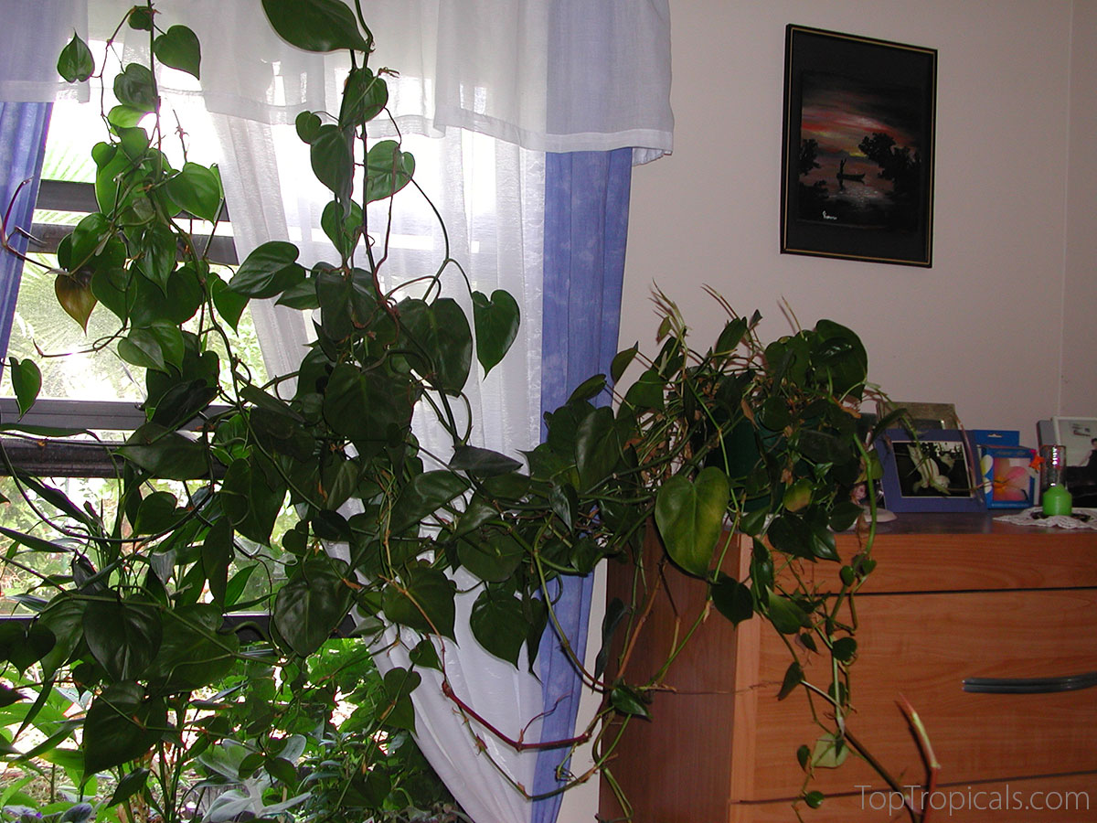 Large philodendron vine growing indoors across a window and dresser.