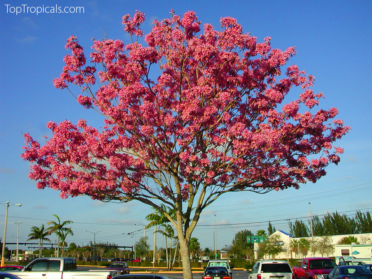 Tabebuia impetiginosa - Dwarf Pink Tabebuia, Pau DArco, Taheebo