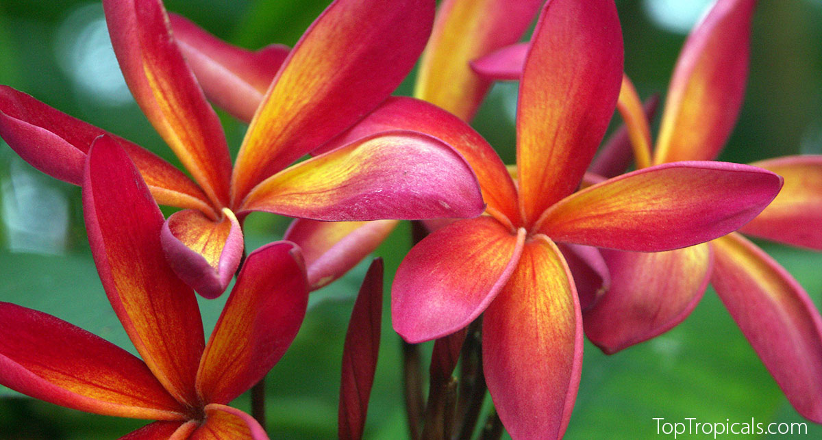 Red plumeria flower