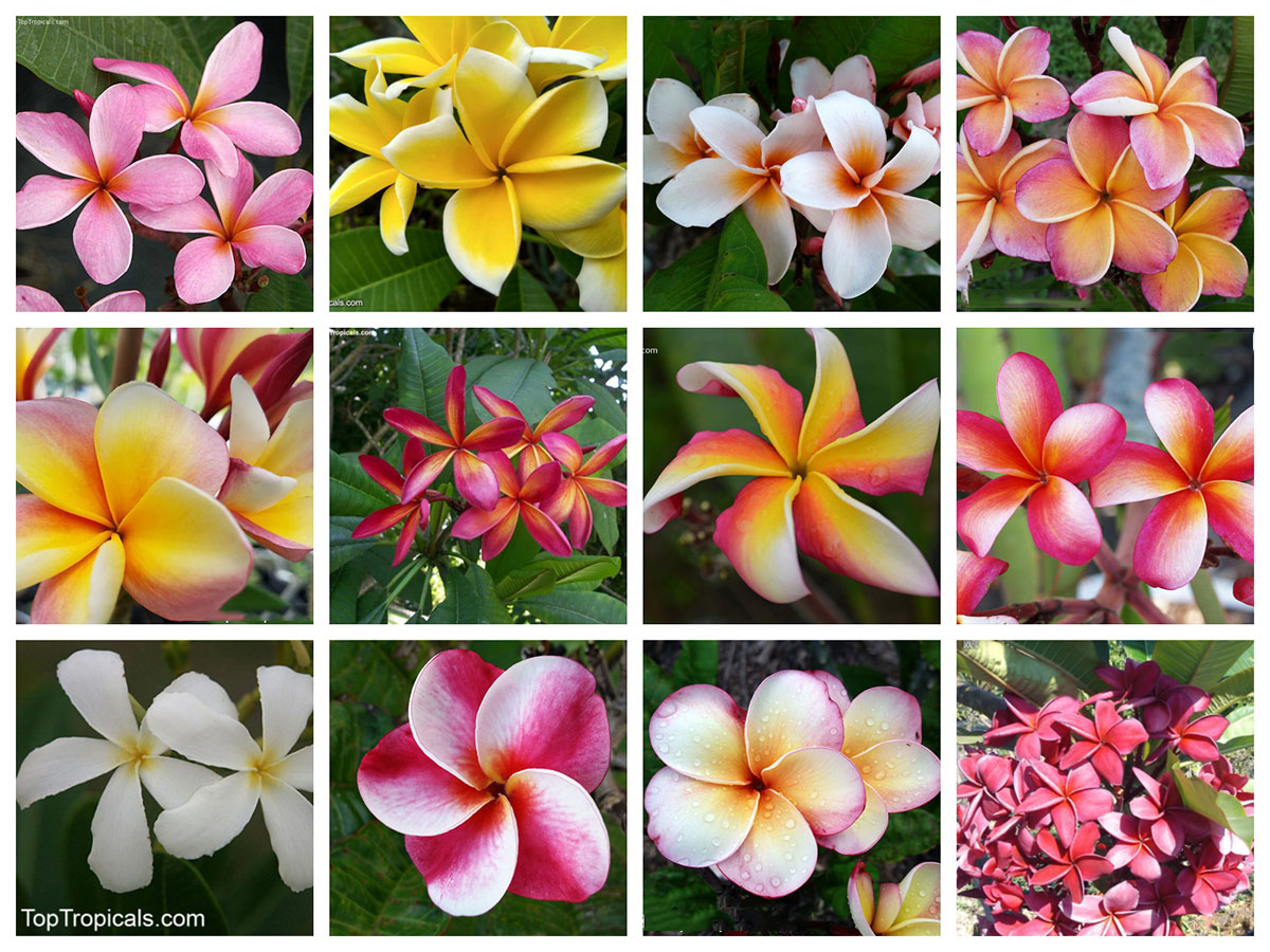 Plumeria collage