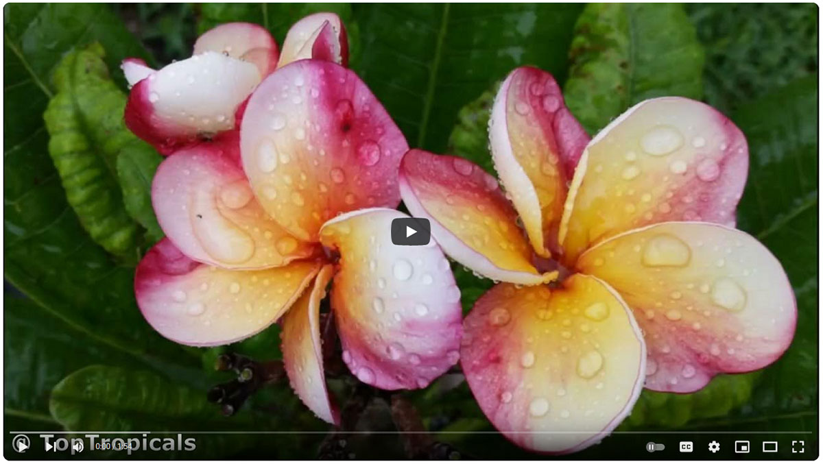 Plumeria video