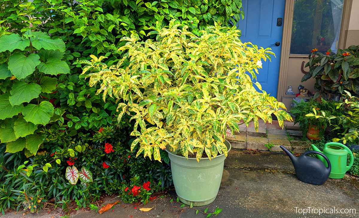 Tabernaemontana variegated in container