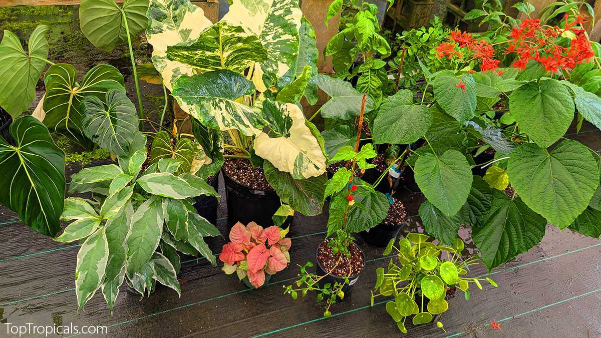 Tropical plants in containers