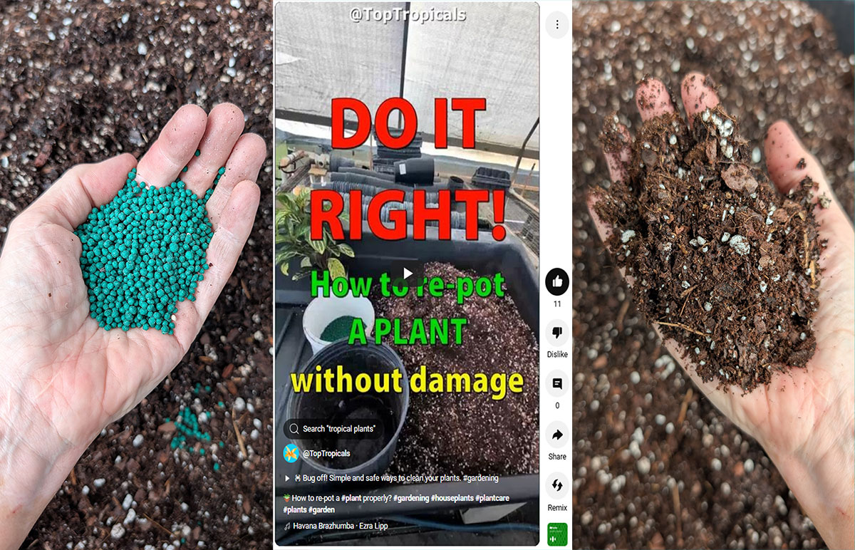 Repotting, potting soil and fertilizer