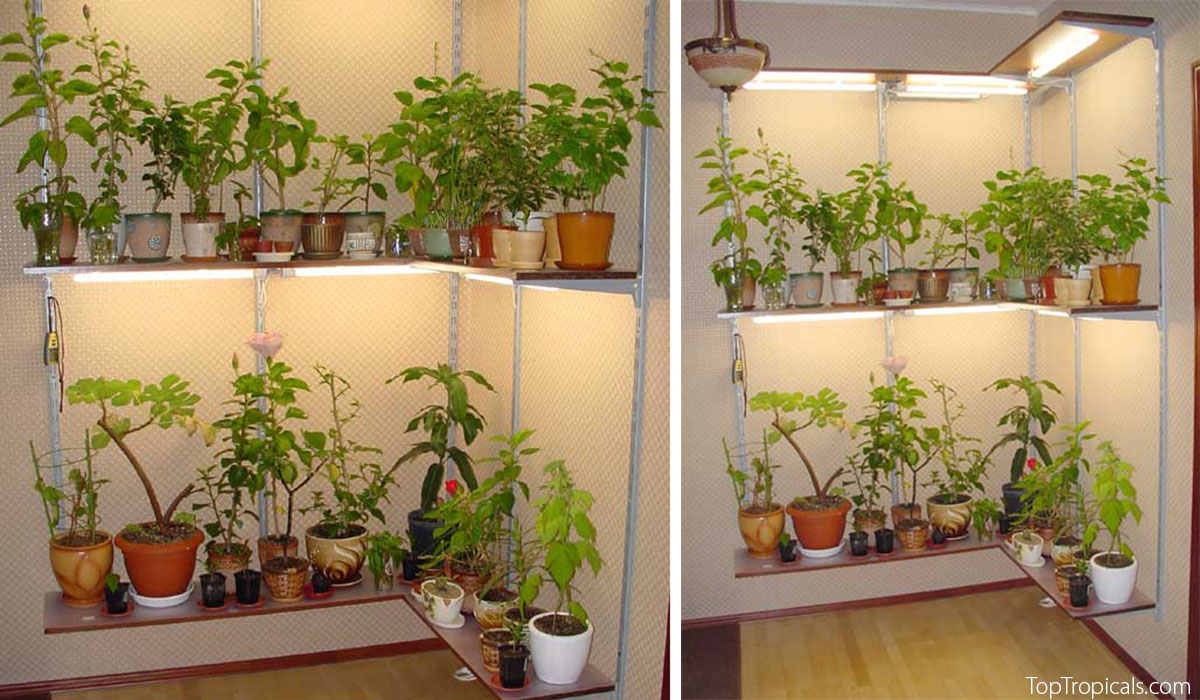 plant shelving with lights