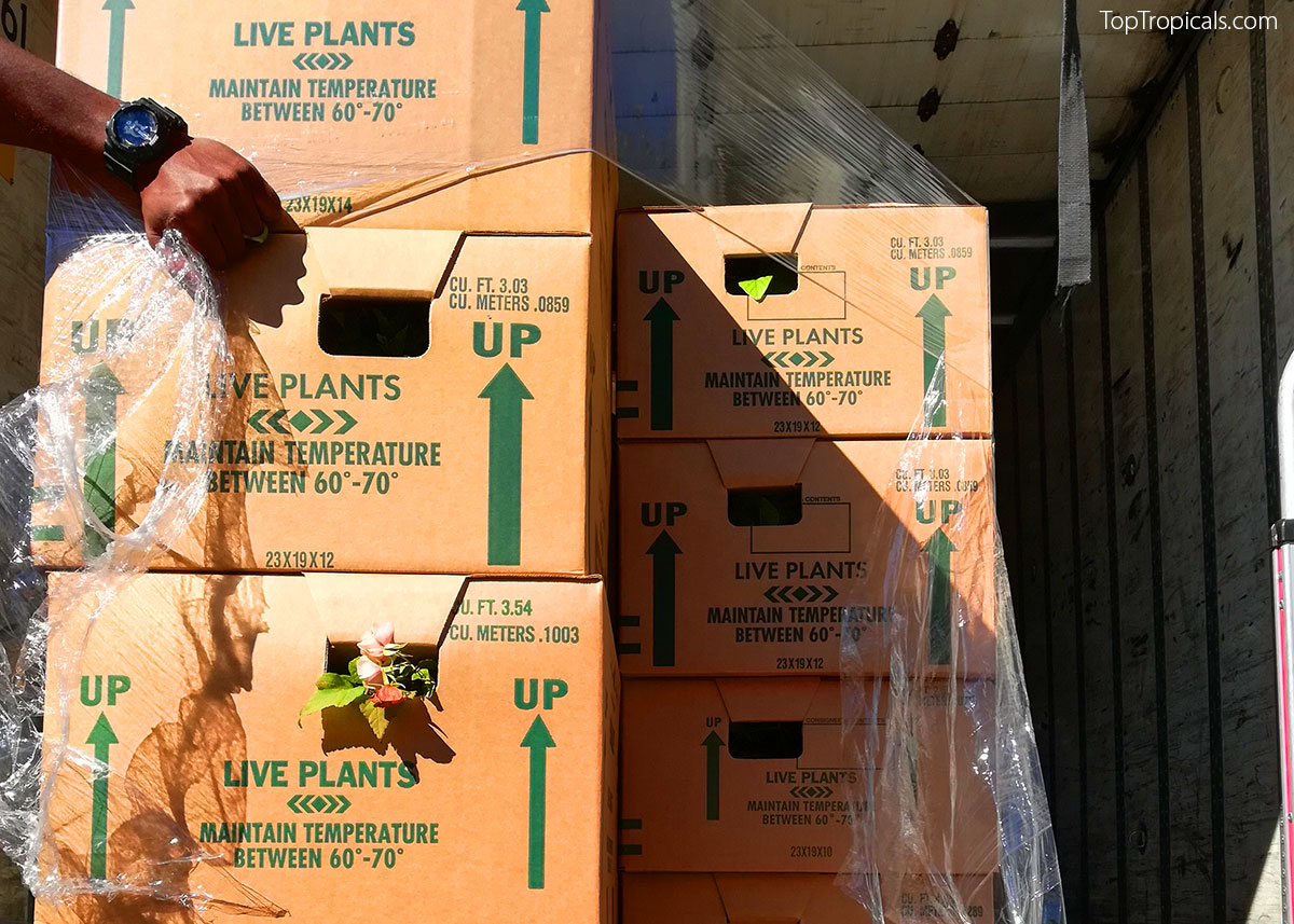 Shipping plants in boxes