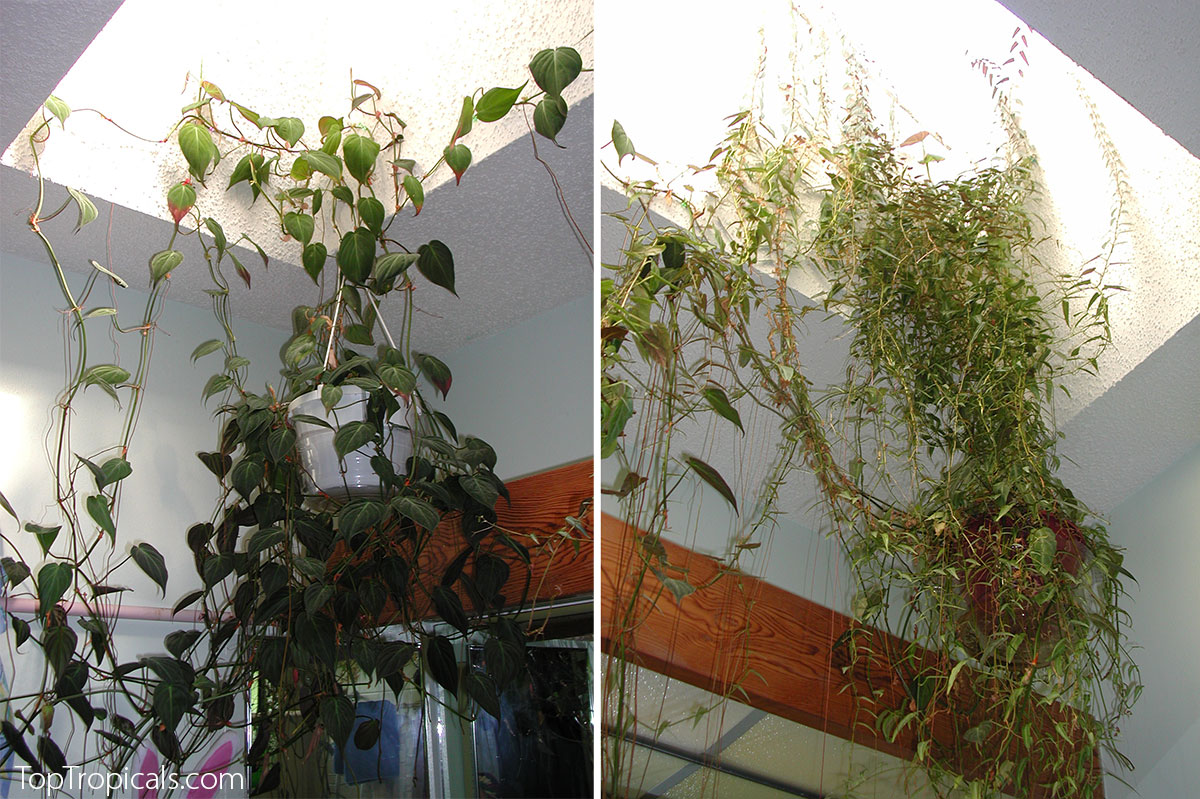 Vines growing indoors into skylight