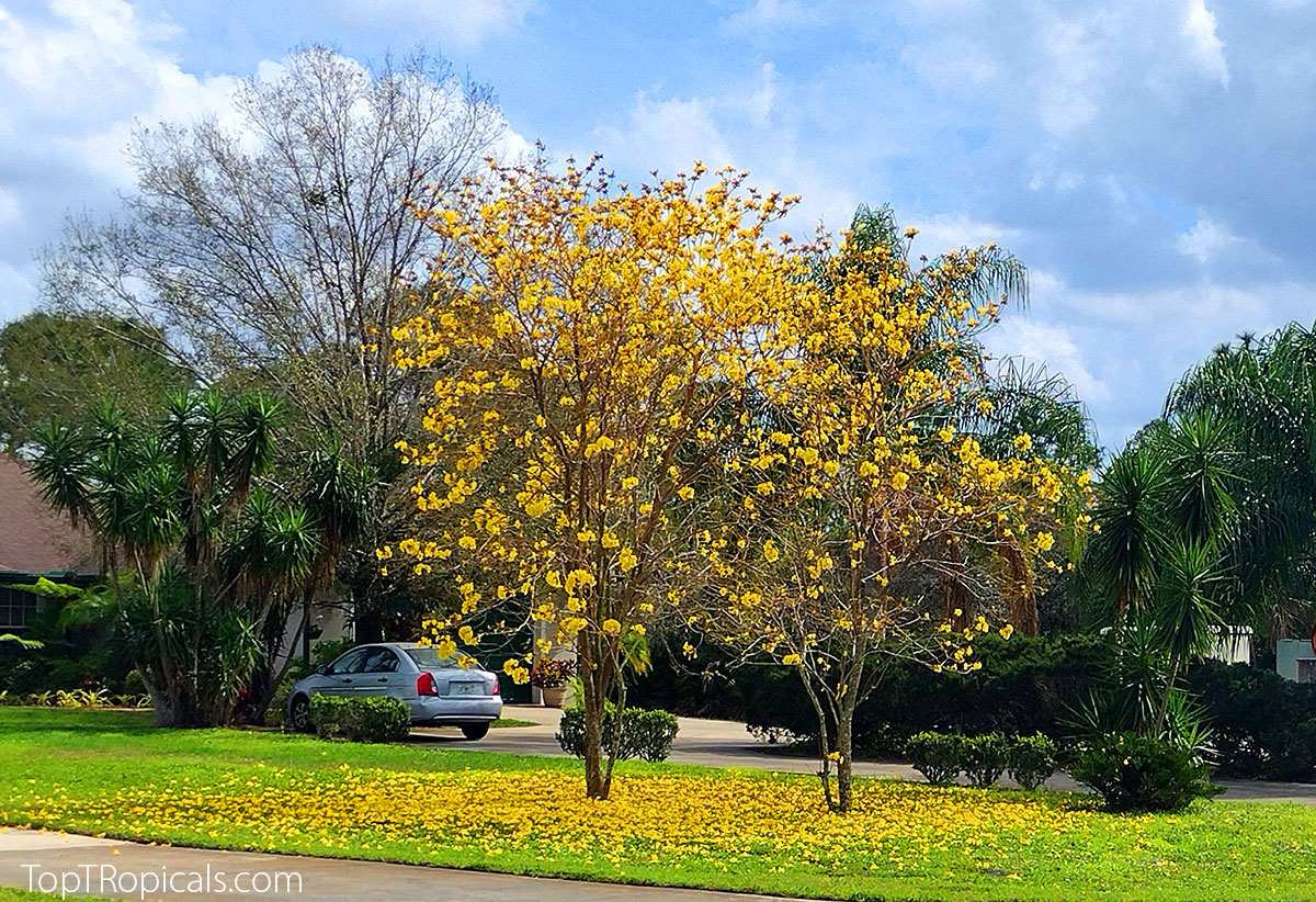 Tabebuia chrysotricha - Dwarf Golden Tabebuia