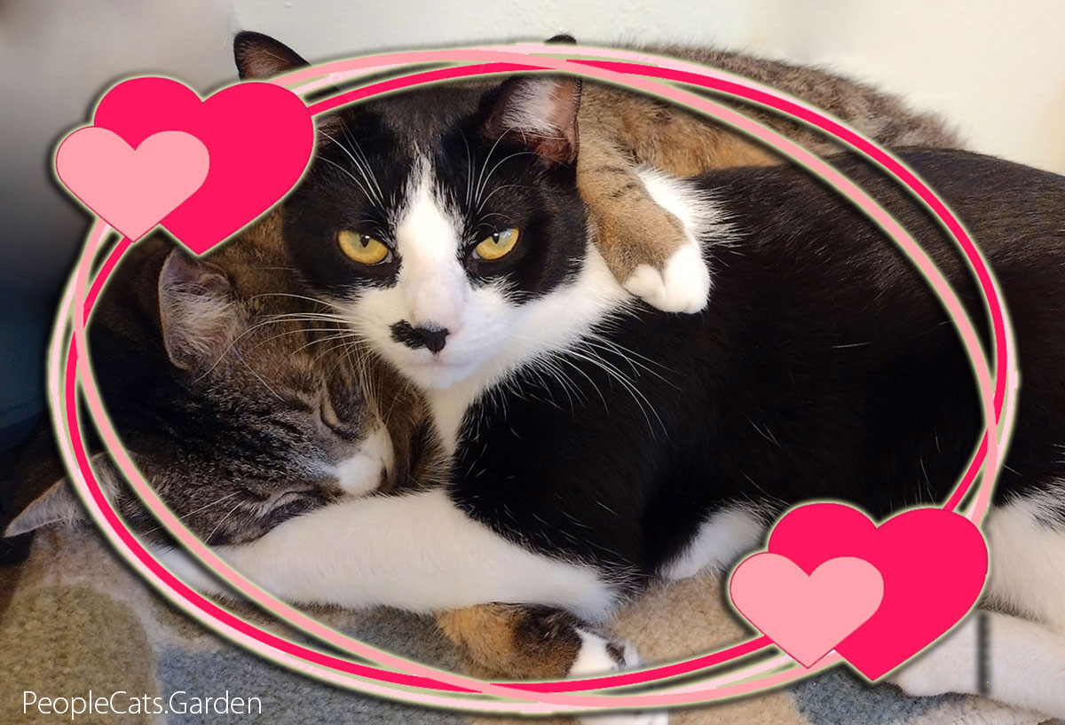 Valentines cats