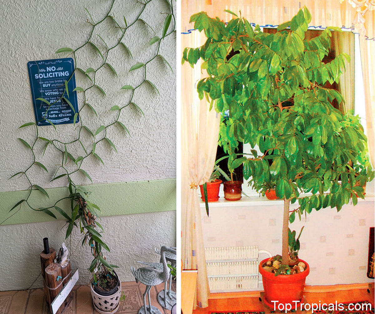 Vanilla Orchid and Annona tree growing indoors