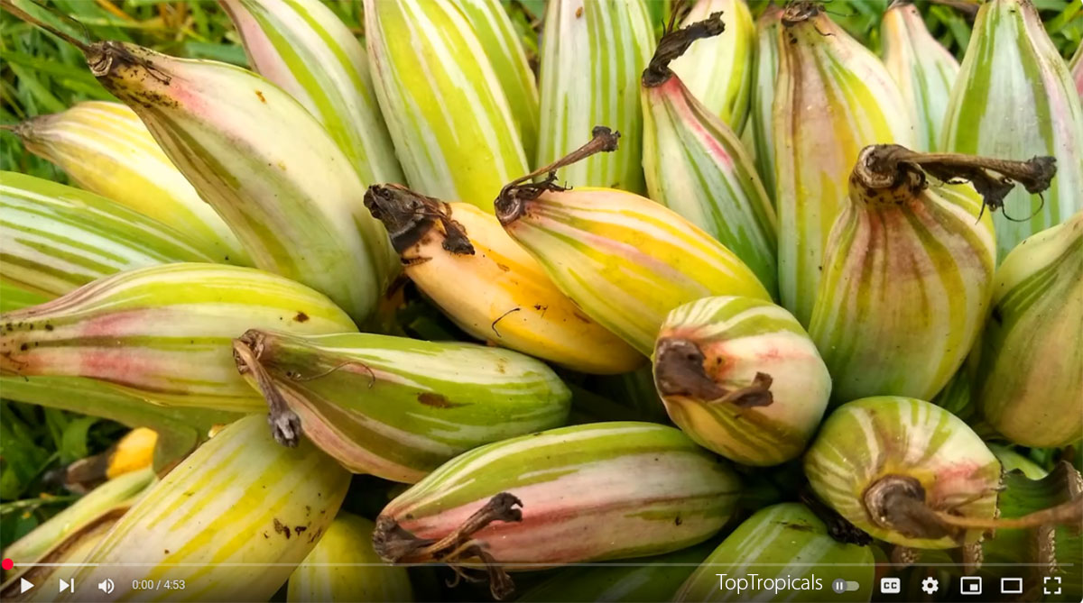 Variegated Banana video