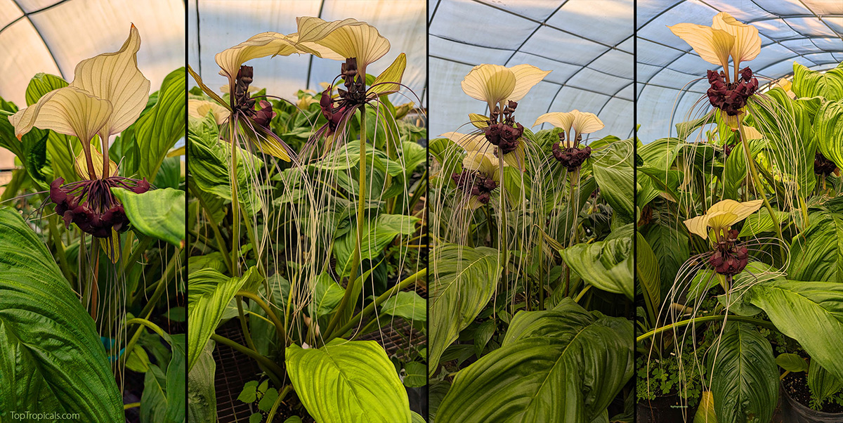 Close-up of White Bat Lily (Tacca nivea) plants in a greenhouse at Top 
Tropicals, showing large white bracts and long trailing whiskers above 
glossy green 
leaves.