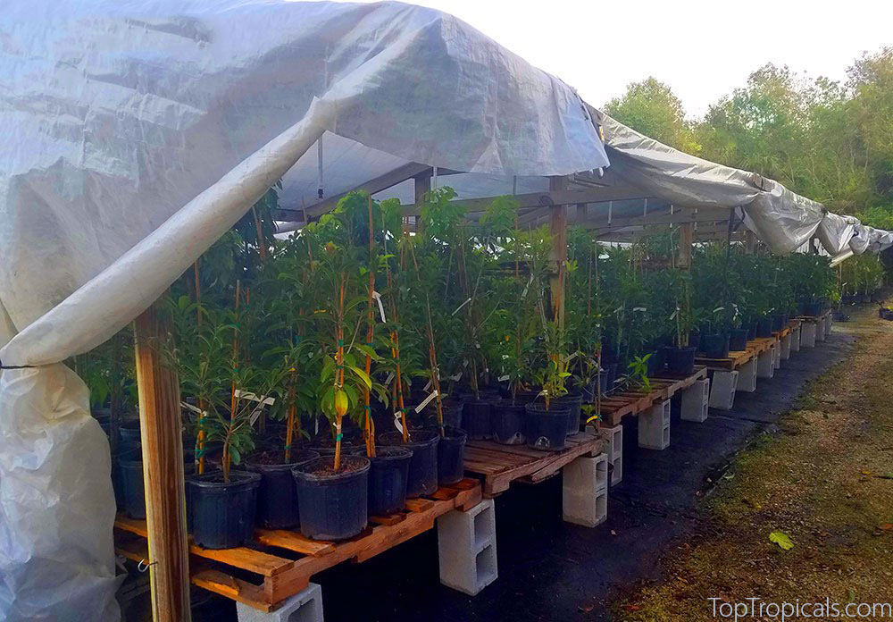 Rows of tropical plants in black pots covered with frost cloth and 
plastic sheeting for winter protection at Top Tropicals nursery.