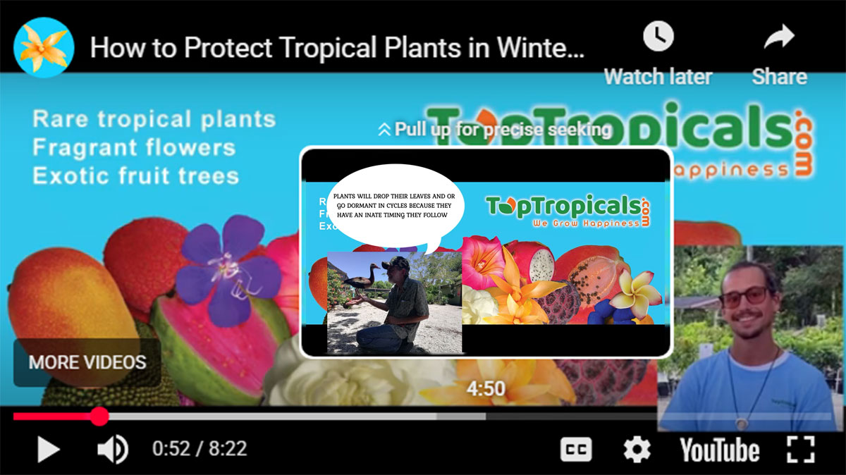 Podcast How to Protect Tropical Plants in Winter