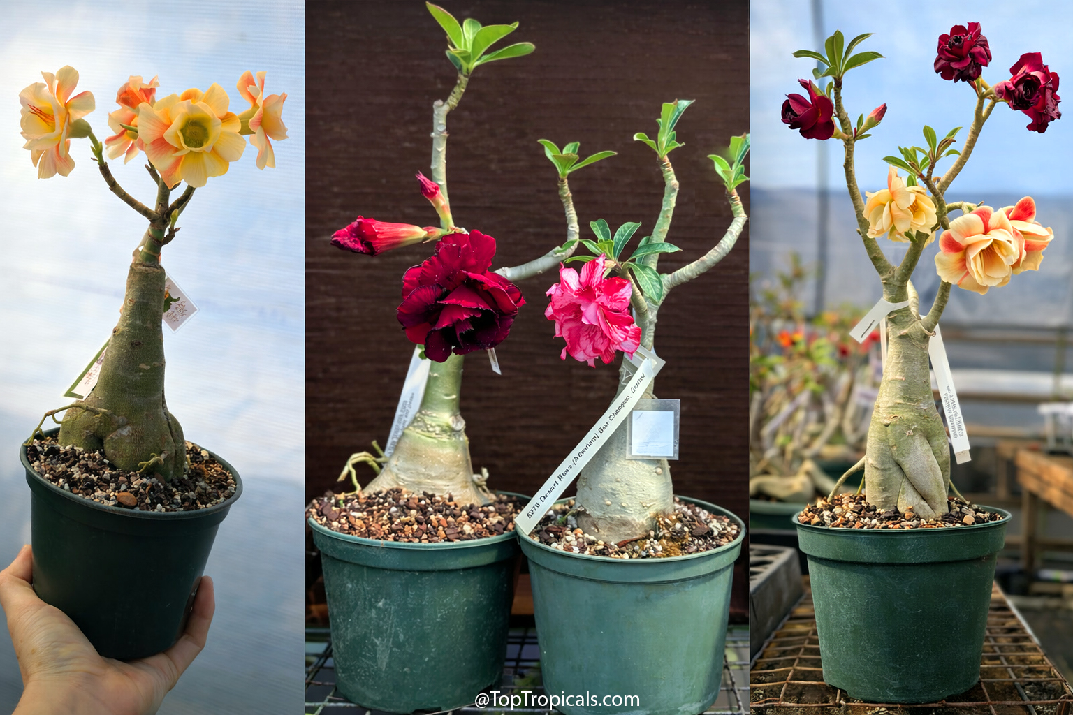Adenium  desert  rose  plants  in  pots  with  thick  sculptural  caudex  and 
 colorful  blooms  in  yellow,  orange,  red,  and  pink