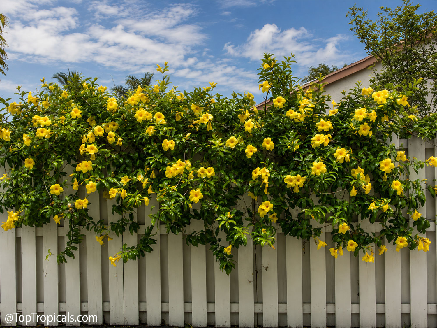 Mature  Allamanda  vine  covered  in  bright  yellow  trumpet-shaped  flowers 
 cascading  over  a  white  fence  under  a  blue  sky.