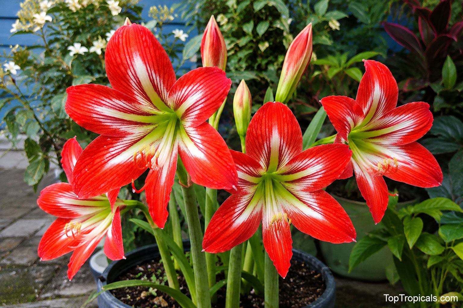 Multiple Amaryllis Minerva flowers bloom in a black nursery pot,   displaying large trumpet-shaped blossoms with vivid crimson-red petals,   crisp white star-shaped markings, and fresh green throats. Several unopened   flower buds rise above the foliage, while a lush tropical garden forms a   soft, colorful   backdrop.