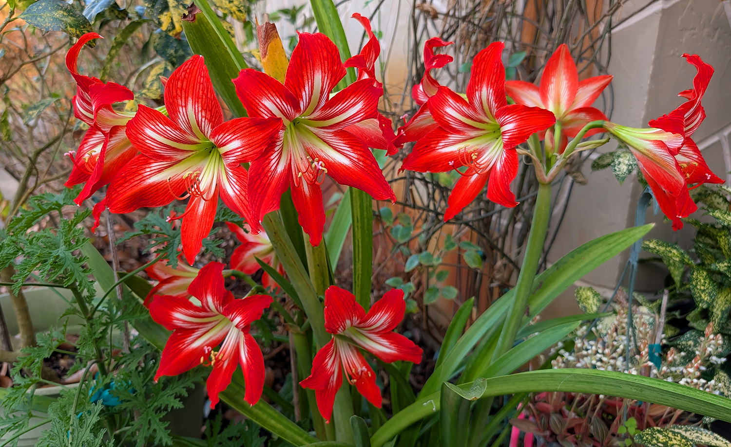 Amaryllis  'Minerva'  producing  multiple  bright  red  and  white  striped 
 flowers  after  feeding  with  Green  Magic  and  Sunshine  Megaflor  bloom  booster.
