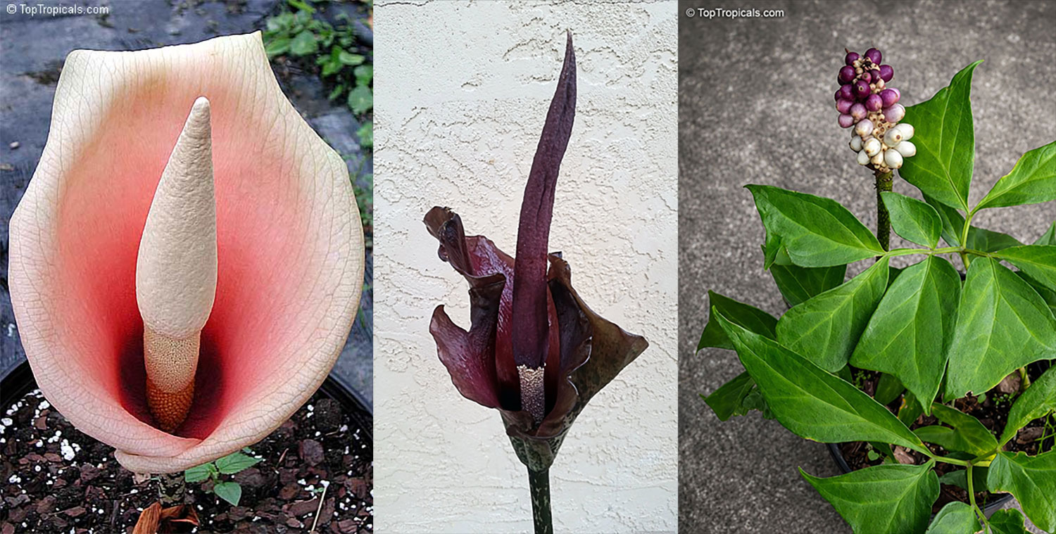 Collage  of  three  unusual  tropical  aroids:  Amorphophallus  bulbifer  with 
 a  large  pinkish  spathe,  Amorphophallus  konjac  with  a  dark  burgundy  flower 
 and  towering  spadix,  and  Anchomanes  difformis  displaying  clusters  of  purple 
 and  white  berries  above  green 
 foliage.