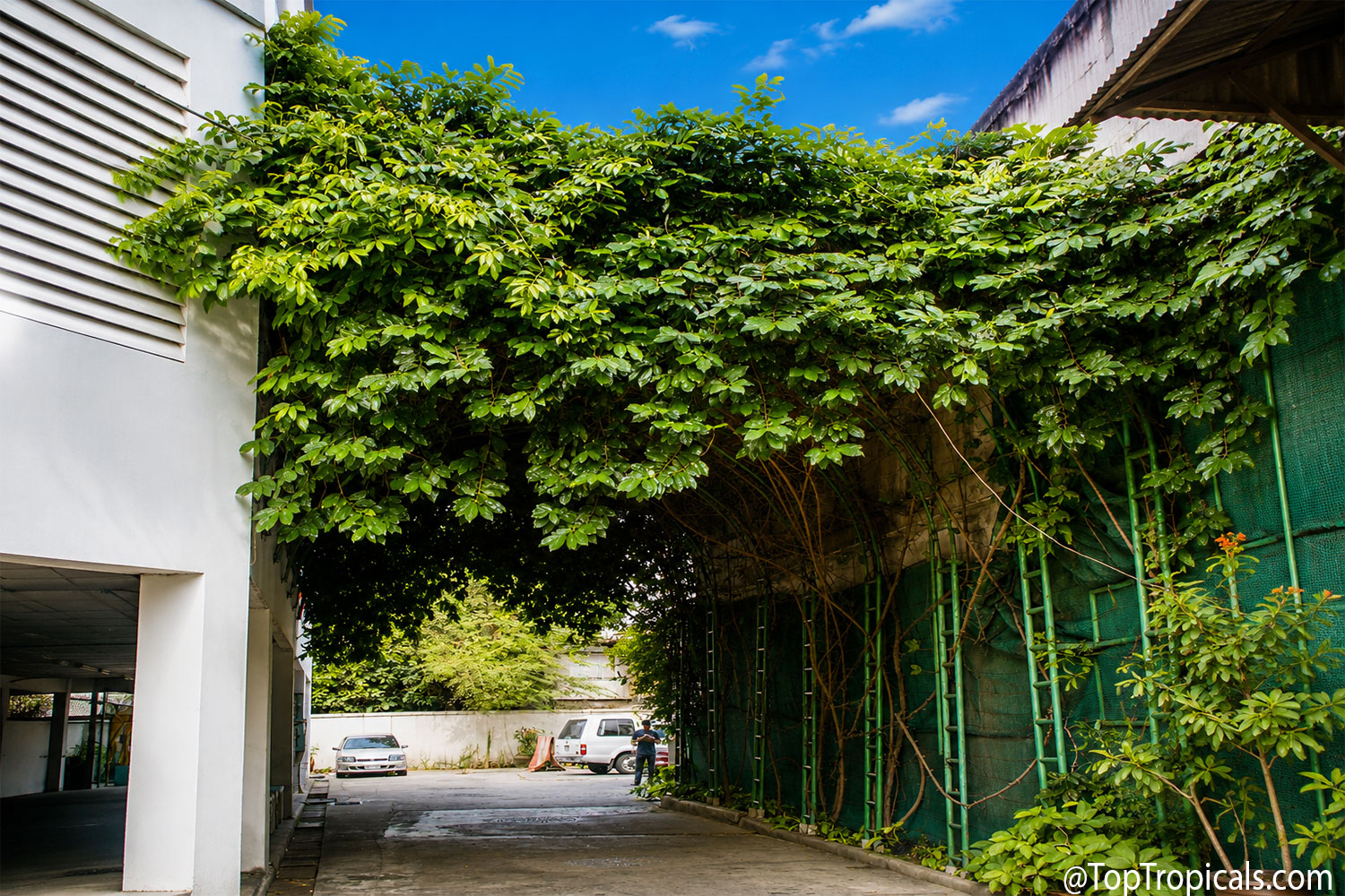 Large  mature  Artabotrys  Ylang  Ylang  vine  growing  over  a  tall  trellis 
 and  forming  a  dense  green  canopy  above  a  walkway.