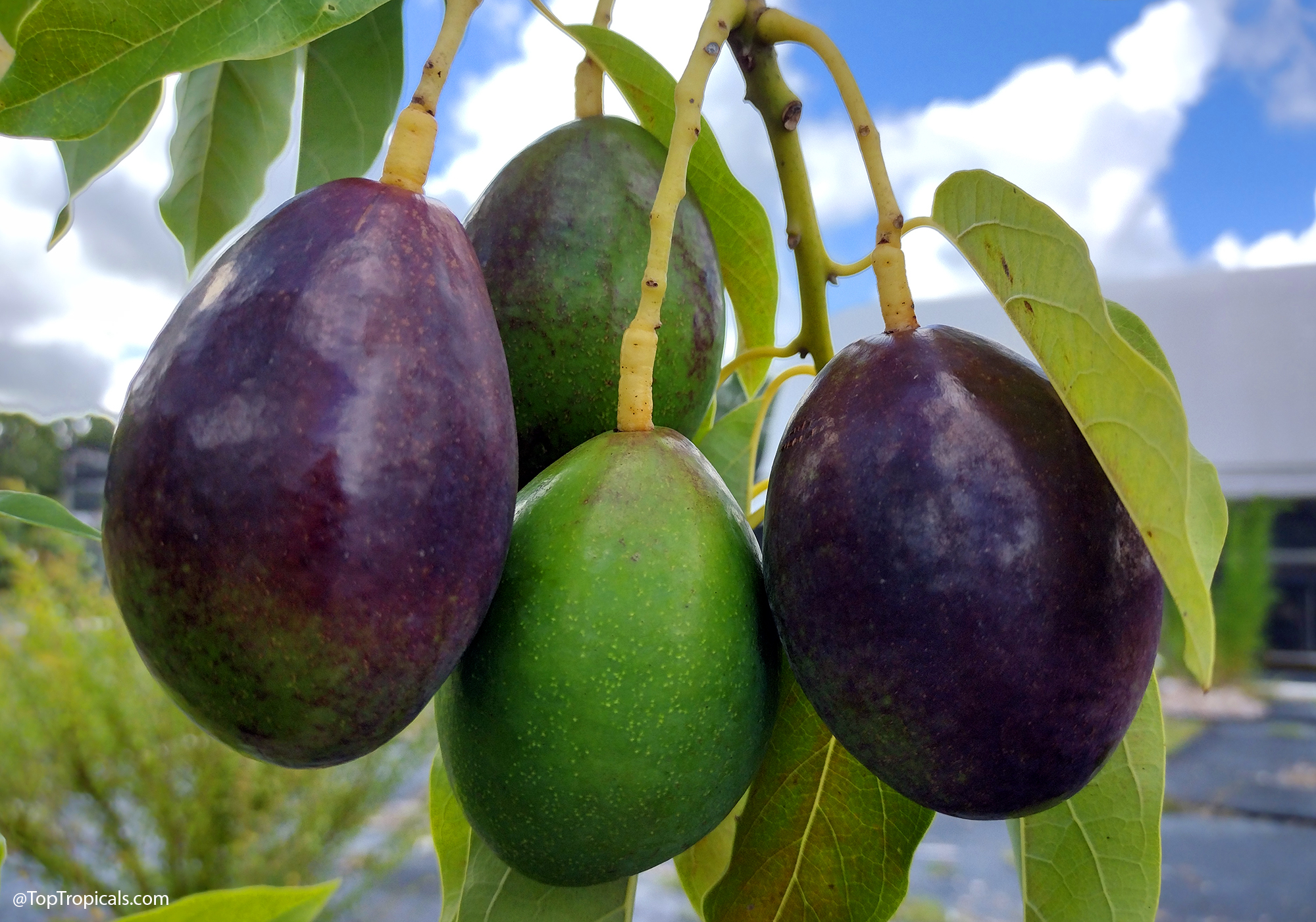 Avocado  tree  Joey,  Semi-Dwarf,  Cold  Hardy  (Persea  americana)  -  purple 
 and  green  fruit  on  a  branch