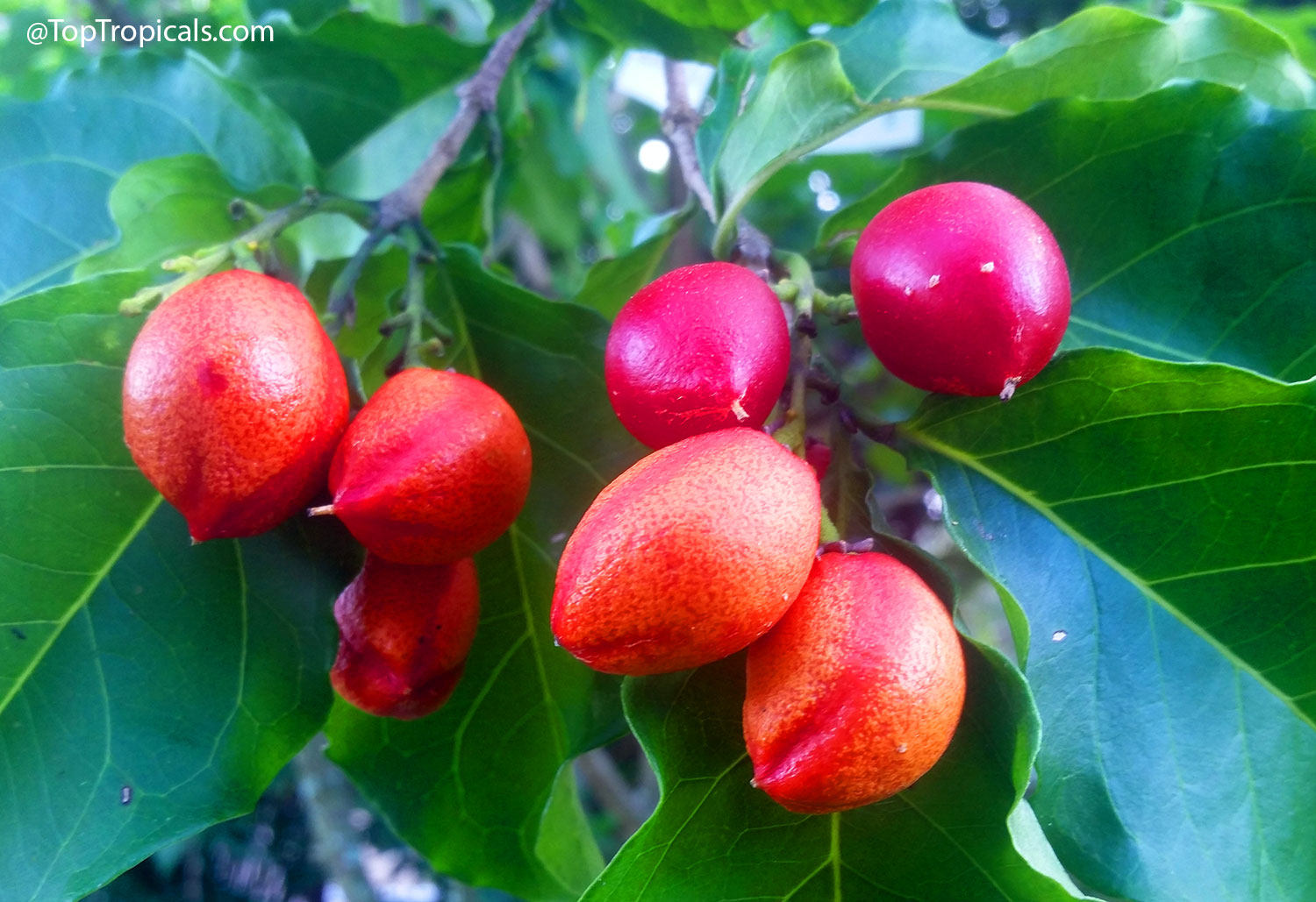 Bunchosia  argentea  (Peanut  Butter  Fruit)  showing  clusters  of  red  ripe 
 fruits  on  a  leafy 
 branch.