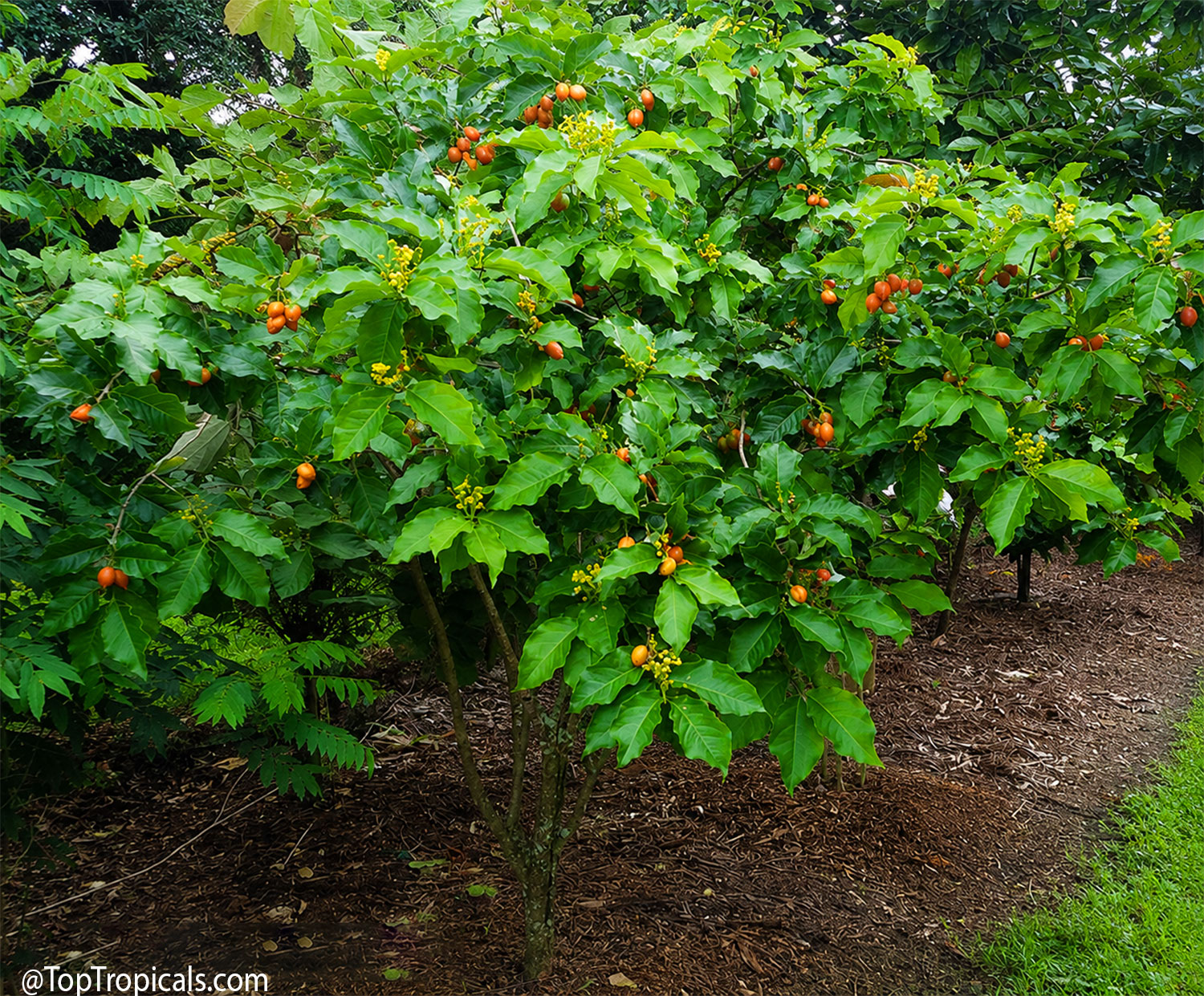 Mature Peanut Butter Tree (Bunchosia argentea) growing as a compact,
bushy small tree with dense green foliage, yellow flowers, and clusters of
orange-red fruit.