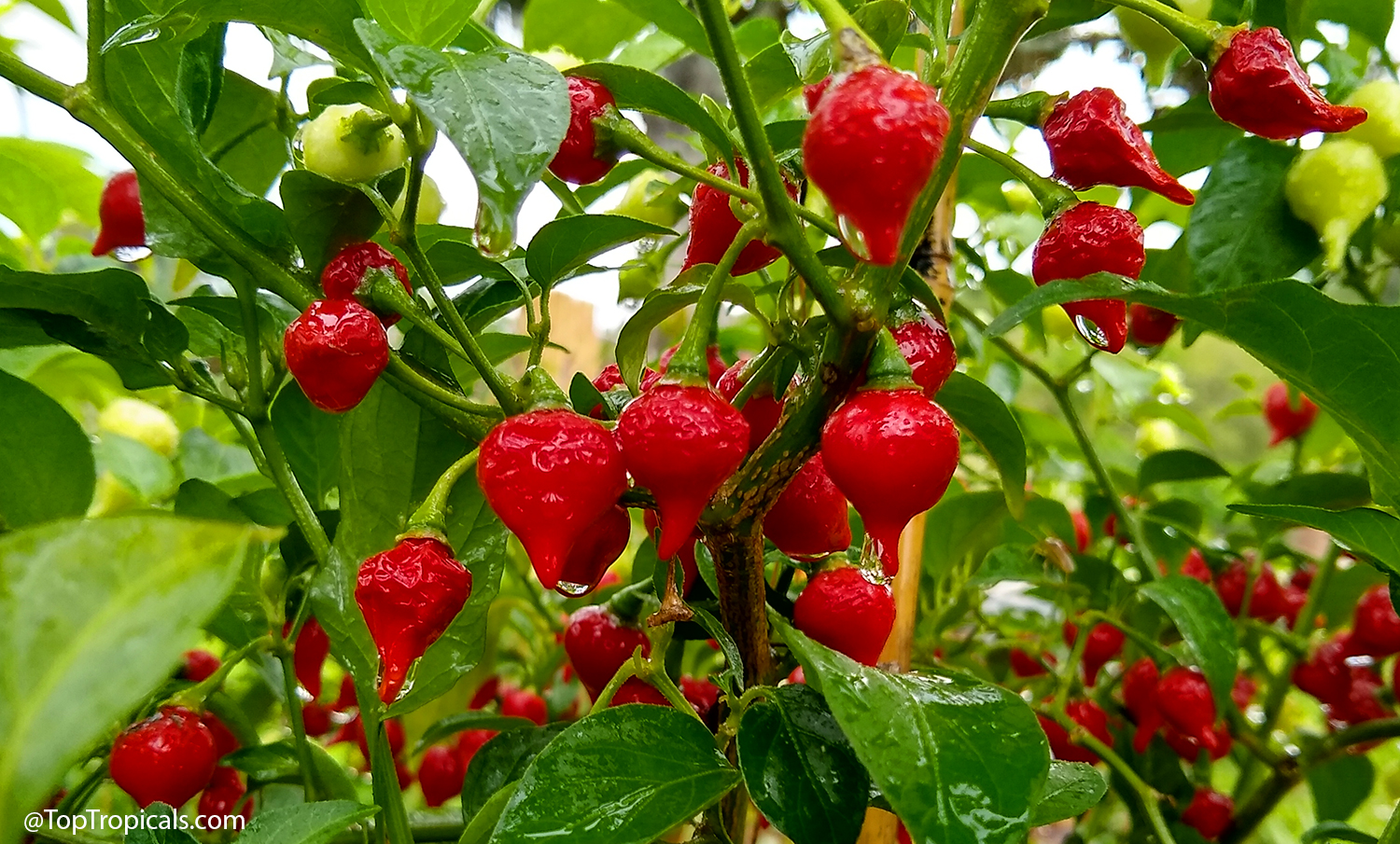 Close-up  of  Capsicum  annuum  x  chinense  Biquinho  pepper  plant  with 
 clusters  of  small,  bright  red,  teardrop-shaped  fruits  hanging  among  glossy 
 green  leaves,  some  still  green,  with  water  droplets  visible  after  rain.