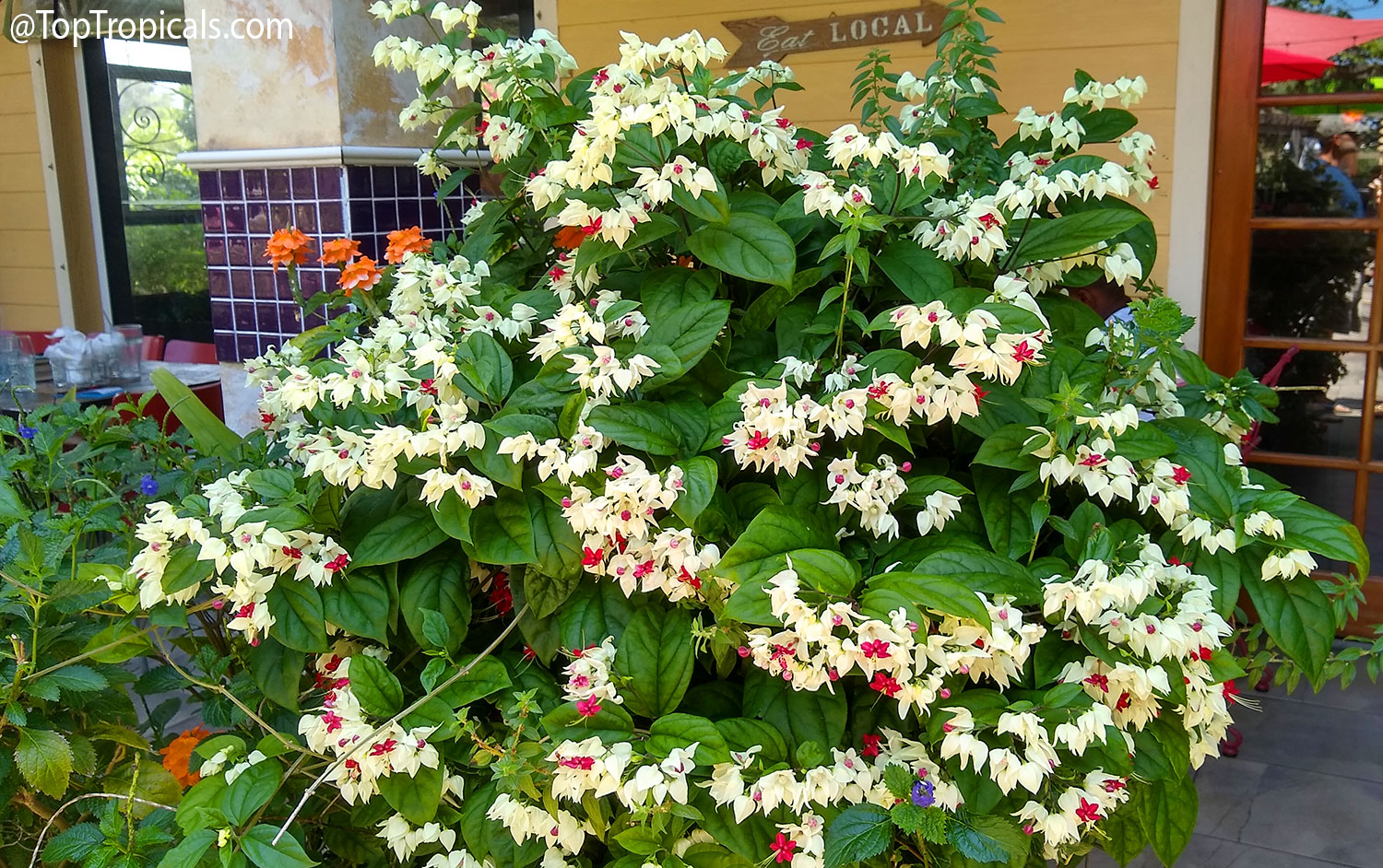 Bleeding  heart  vine  (Clerodendrum  thomsoniae)  covered  in  clusters  of 
 creamy  white  flowers  with  bright  red  centers  and  lush  green  foliage.