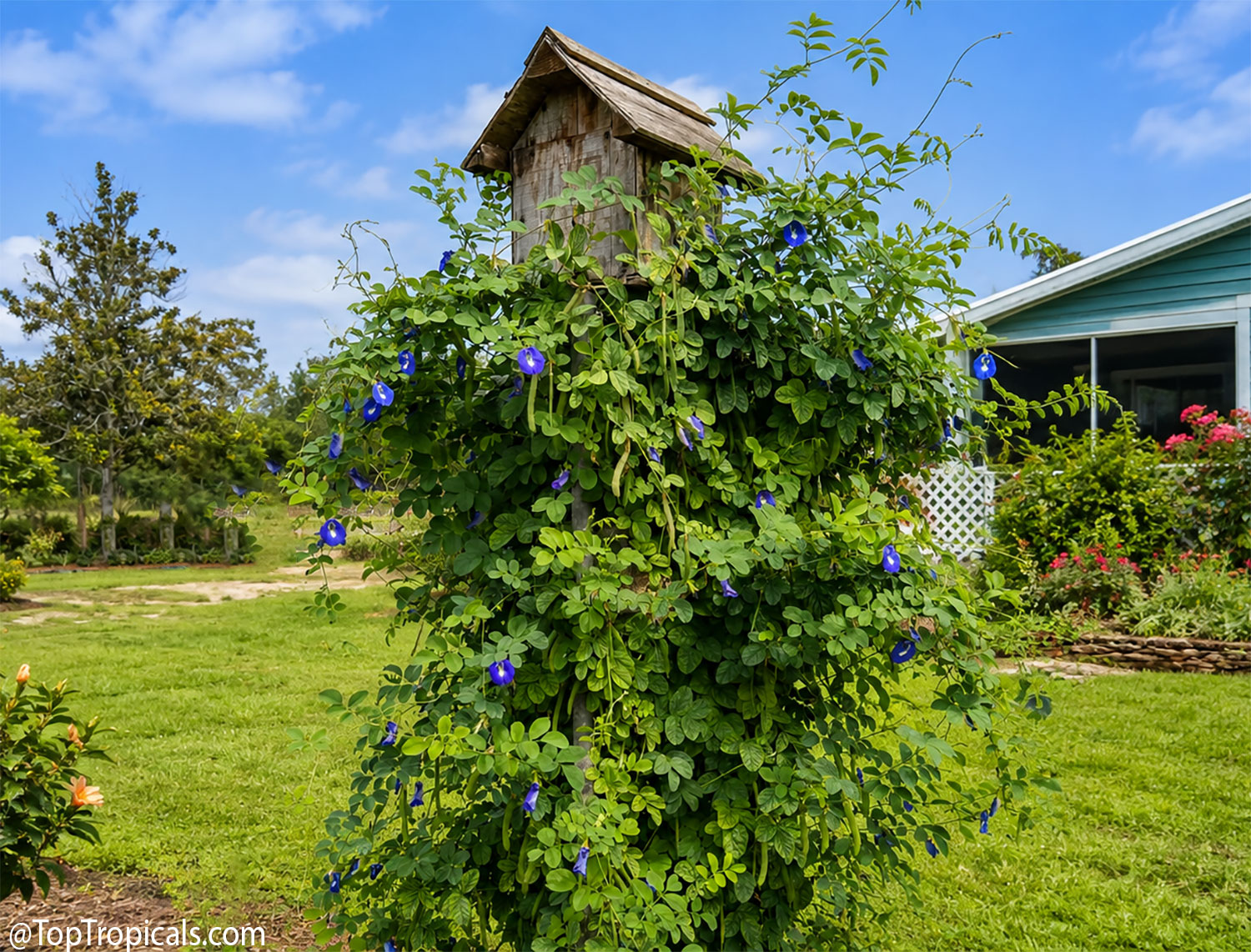 Butterfly  pea  vine  (Clitoria  ternatea)  climbing  around  a  wooden 
 birdhouse,  with  lush  green  foliage,  deep  blue  flowers,  and  numerous  hanging 
 seed  pods.