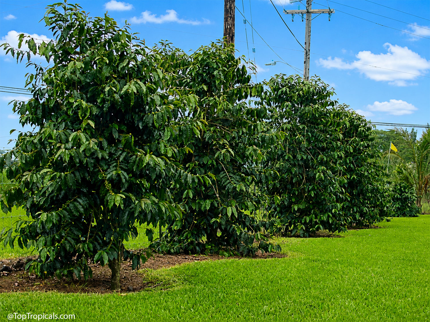 Mature coffee trees growing in neat rows under a bright blue sky, with
glossy dark green foliage and a well-maintained lawn in the foreground.