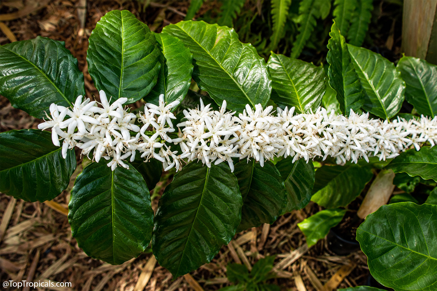 Close-up of a coffee branch covered with clusters of fragrant white
star-shaped flowers surrounded by glossy dark green leaves.