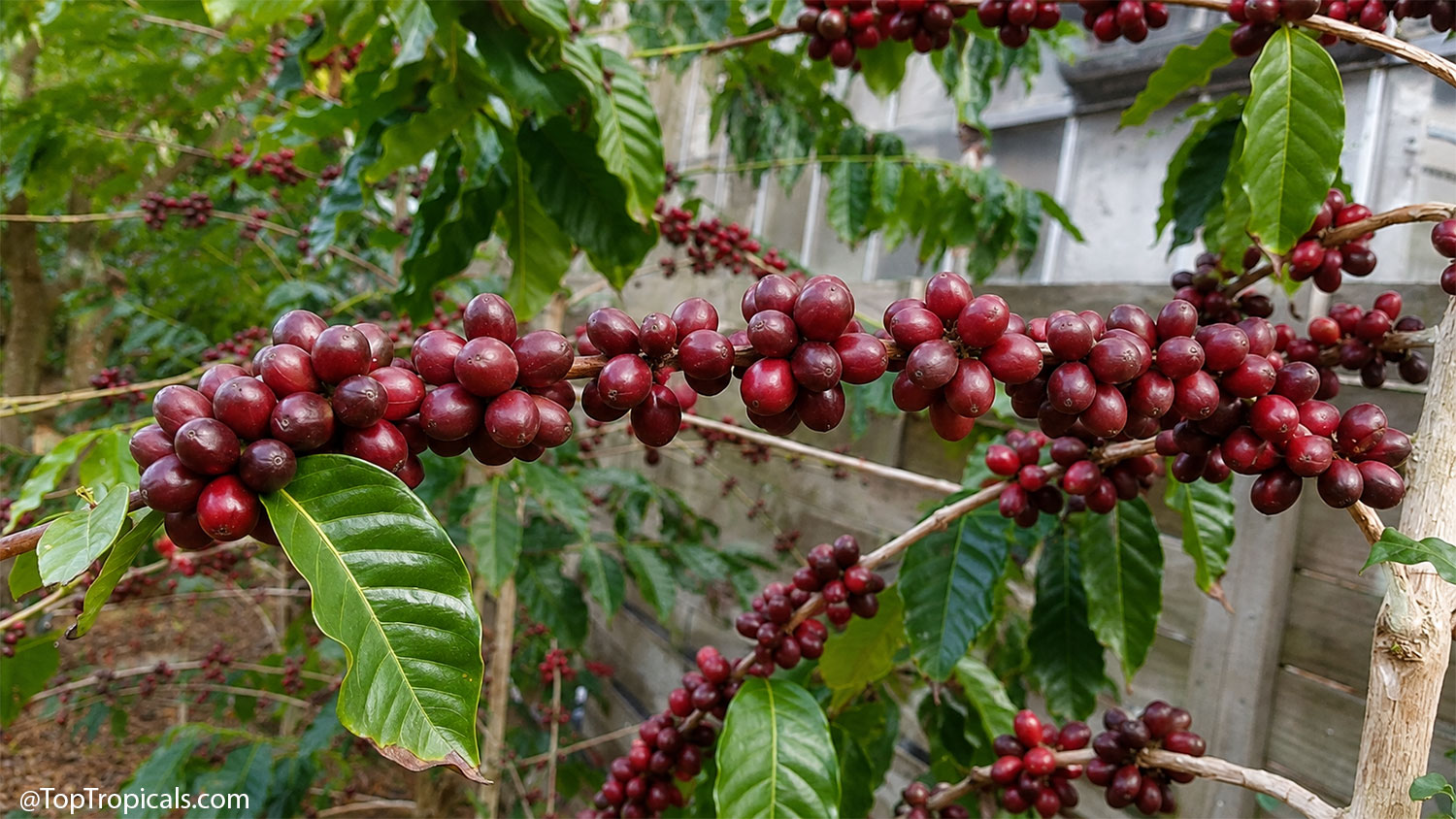 Close-up of ripe coffee cherries packed along the branches of a coffee
tree, showing glossy red fruit and dark green leaves in a home garden.