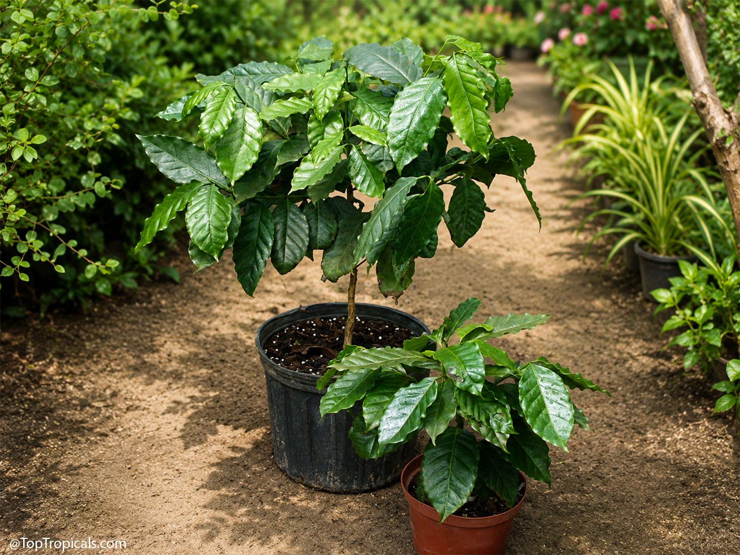 Two potted coffee plants growing in containers, showing the difference
between a young plant and a larger specimen with lush, glossy green leaves
in a tropical garden.