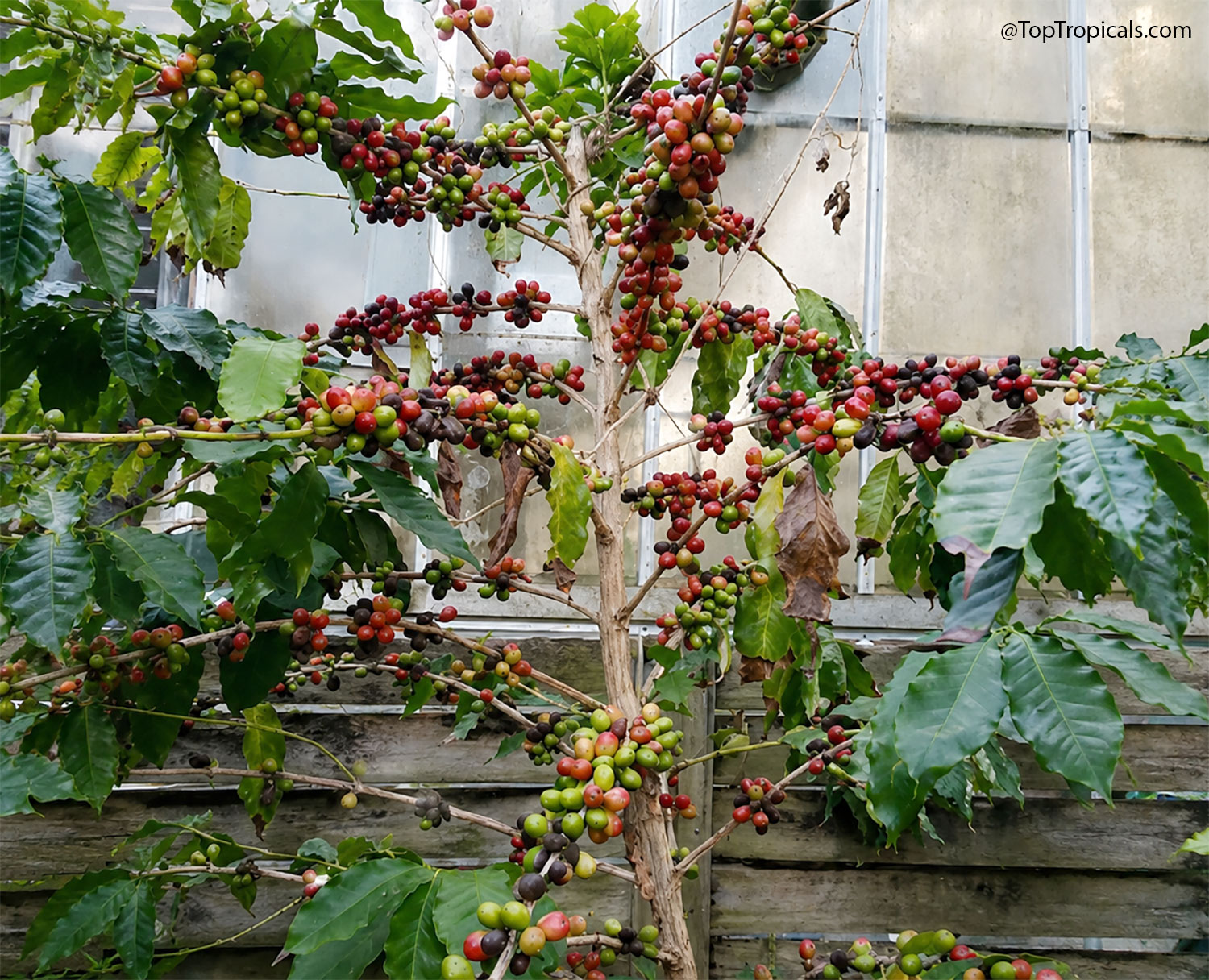 Coffee tree covered with clusters of ripening cherries in shades of
green, red, and deep purple, showing different stages of fruit development
on the same plant.