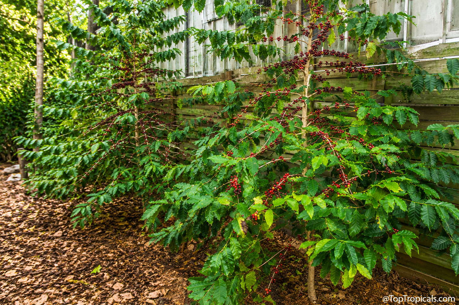 Mature coffee trees heavily loaded with ripe red cherries growing in a
shaded garden, illustrating the productive harvest of established coffee
plants.